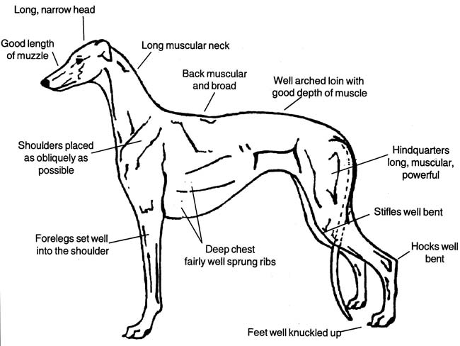 greyhound standard